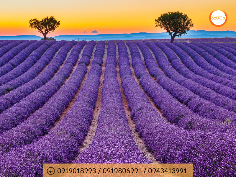 Mùa hoa oải hương Provence bản giao hưởng màu tím - Du lịch 360Go 